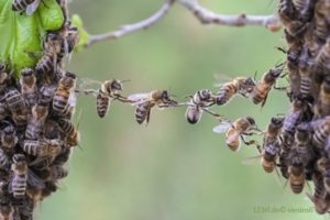 Die Wirkung des Honigs auf Körper - Seele - Geist: Bienenakrobatik
